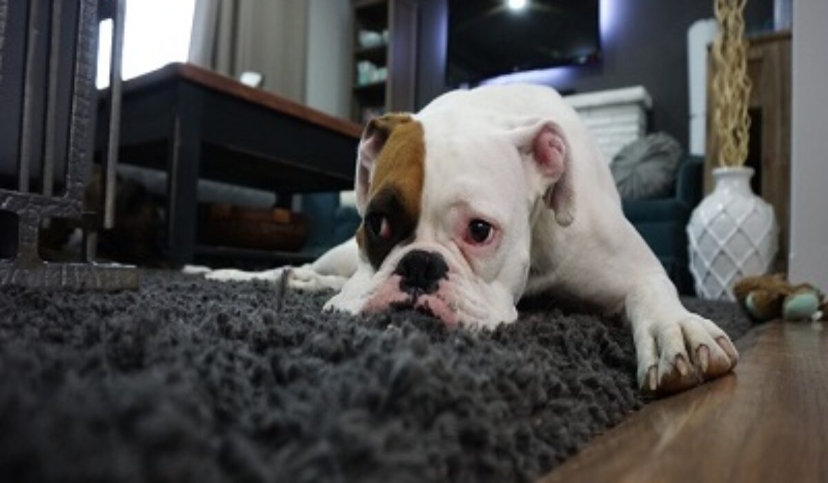 PetFriendly Furniture for Animal Lovers Kravelv