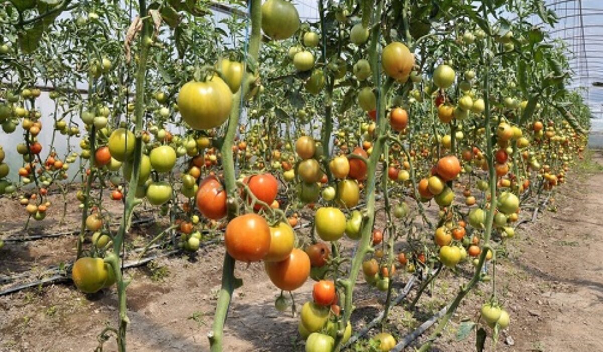 Watering Tomatoes In Hot Weather How To Do It Kravelv