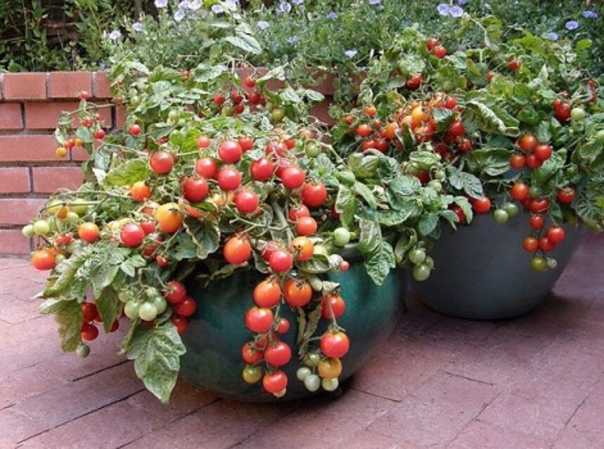 How to Grow a Lush Vegetable Garden in Your Terrace? Kravelv