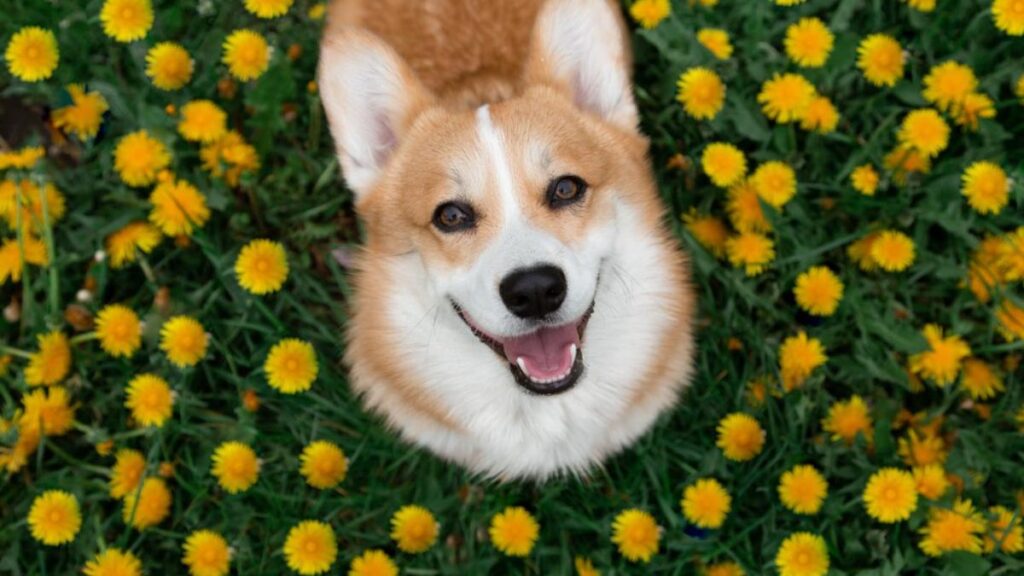 dog on flowers