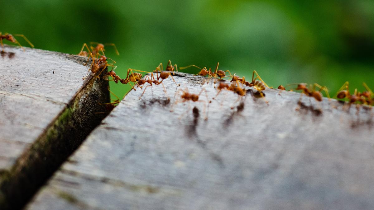 ants in mailbox