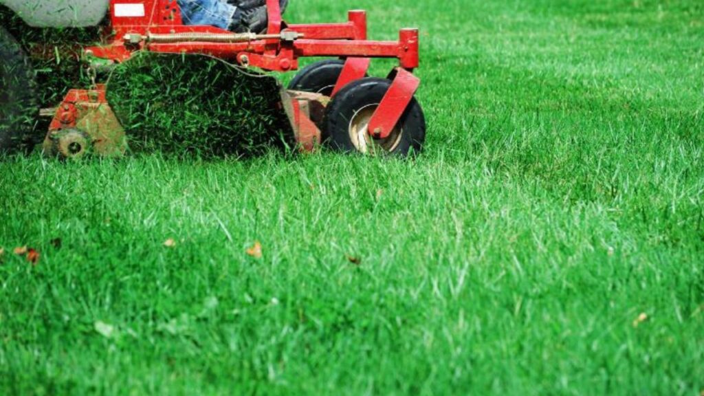 maintaing beautiful lawn