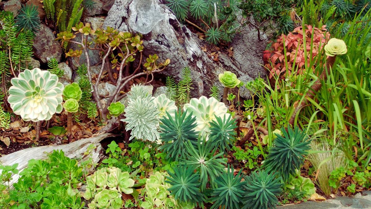 xeriscaping plants