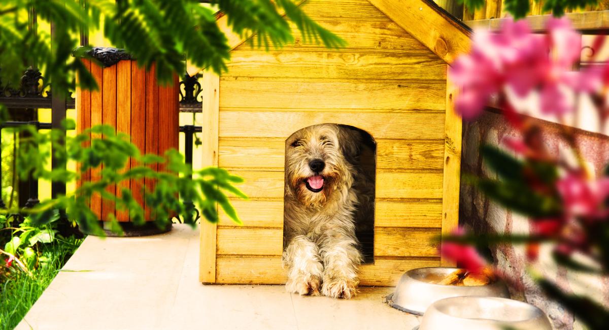 Keeping Pets in Small Spaces