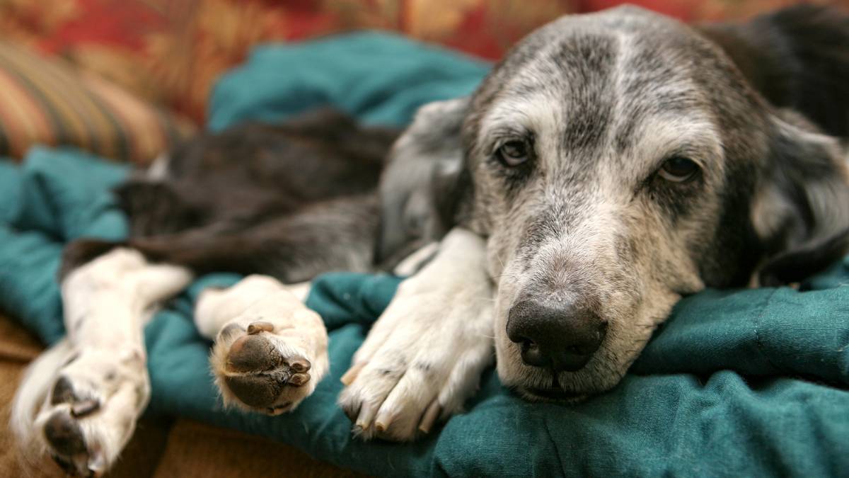 senior dog lying on the couch