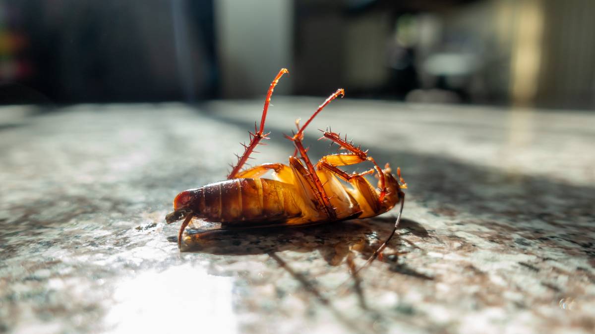 dead cockroach