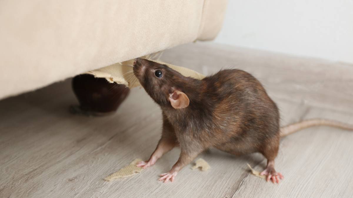 mouse under the sofa