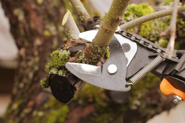 pruning tree with cutter