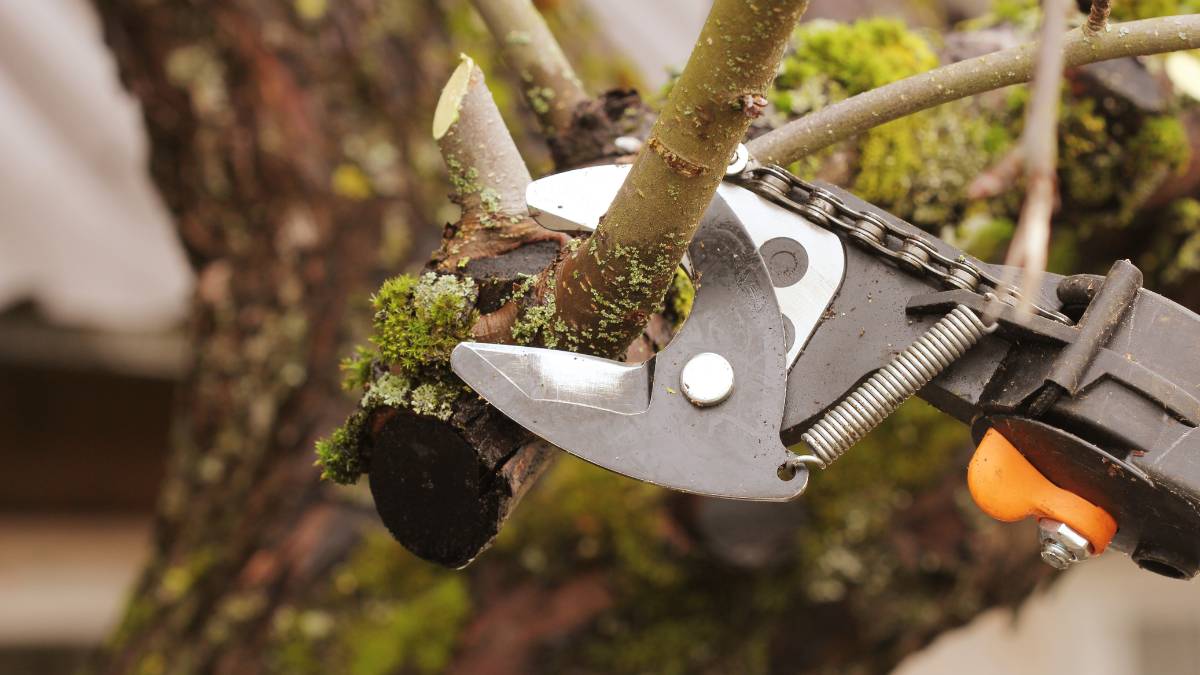 pruning tree with cutter