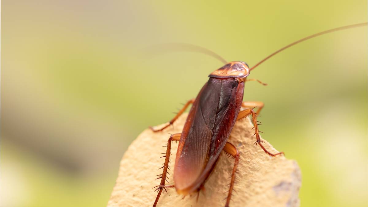 common cockroach in southern california
