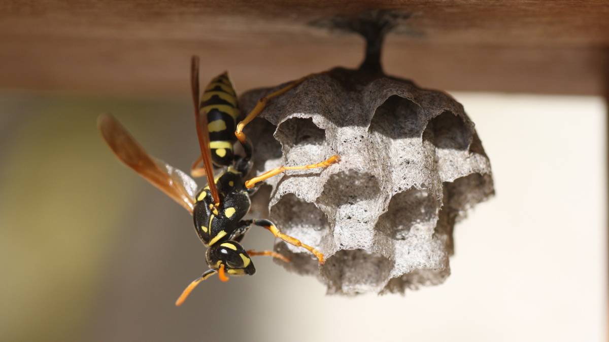 DIY Wasp Removal Methods vs. Professional Services