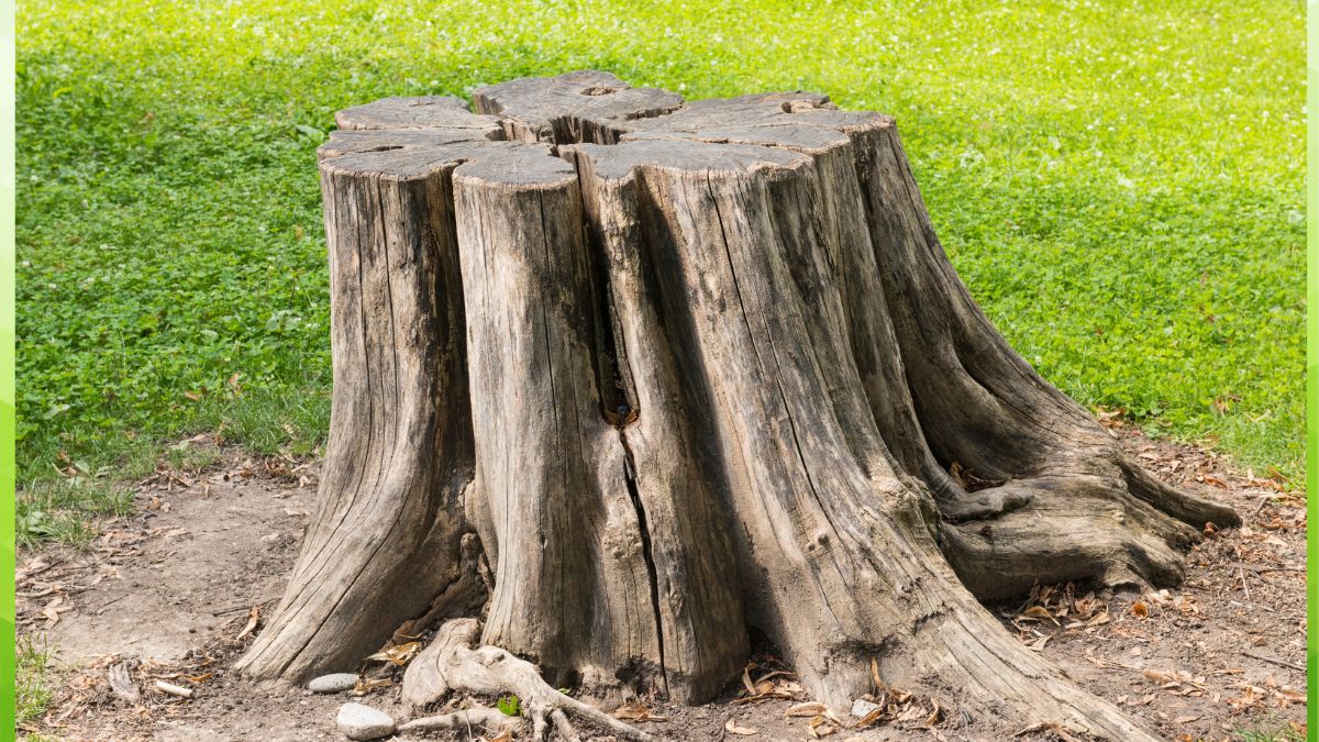 a tree stump